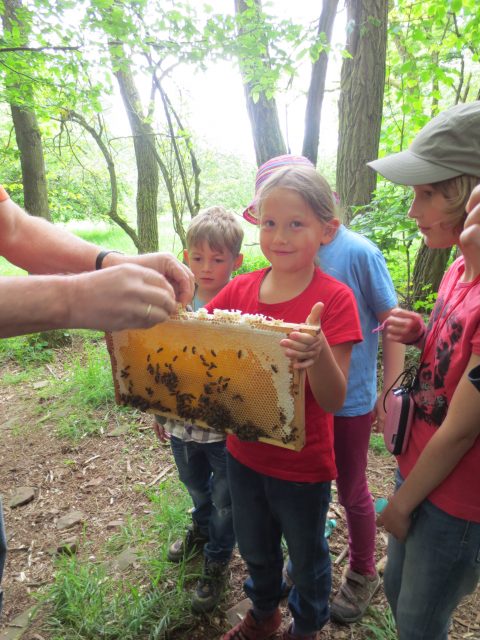 Kinder betrachten einen mit Bienen besetzten Rahmen im Wald