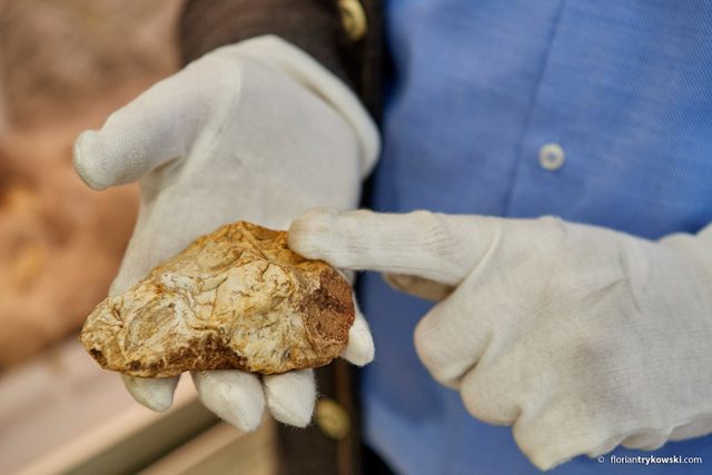 Fossilstein wird von einer Person mit weißen Handschuhen präsentiert.