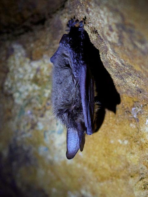 Hängende Bechsteinfledermaus in Dunkelheit