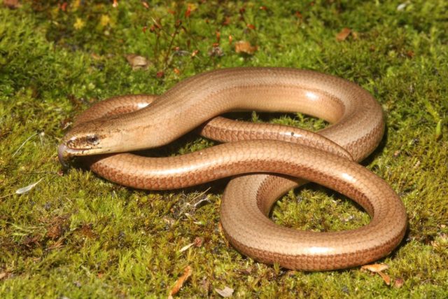 Blindschleiche auf einem grünen Waldboden