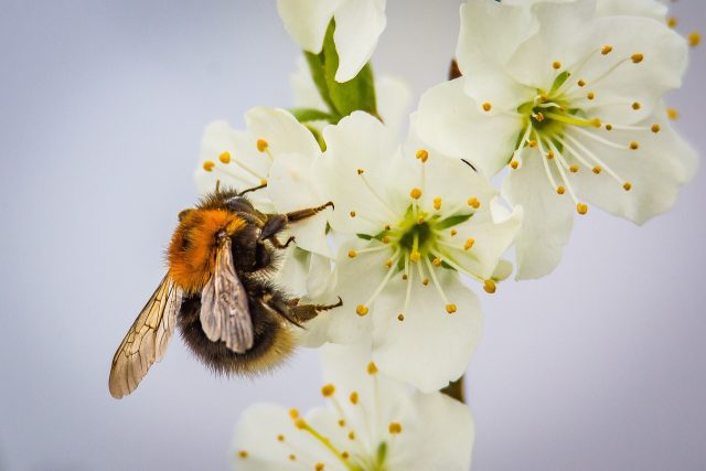 Hummel auf weißen Blüten im Frühling.