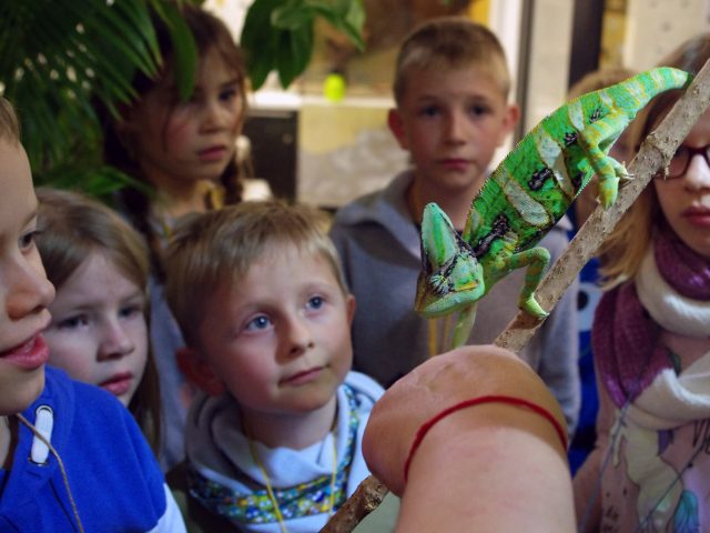 Kinder betrachten ein grünes Chamäleon.