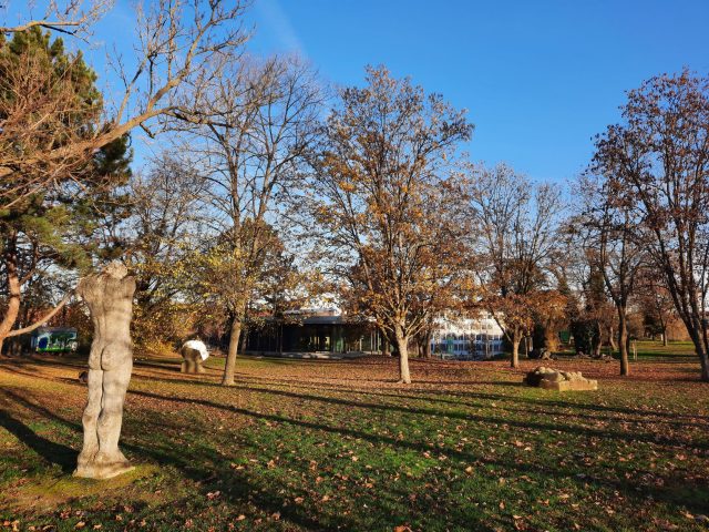 Bäume im herbstlichen Stadtpark mit blauem Himmel.