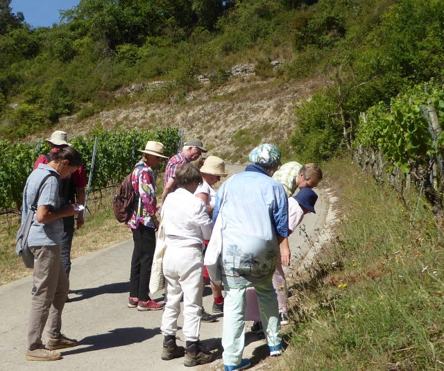 Menschen auf Wanderung studieren Vegetation am Wegrand.