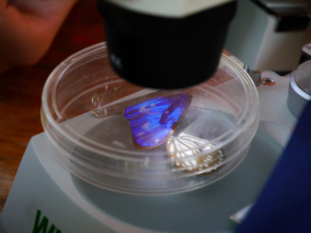Schmetterlingsflügel im Mikroskop