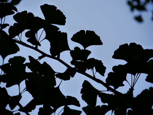 Silhouette von Ginkgo-Blättern vor Abendhimmel