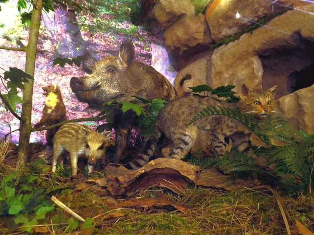 Wildschweinfamilie in eine Ausstellung