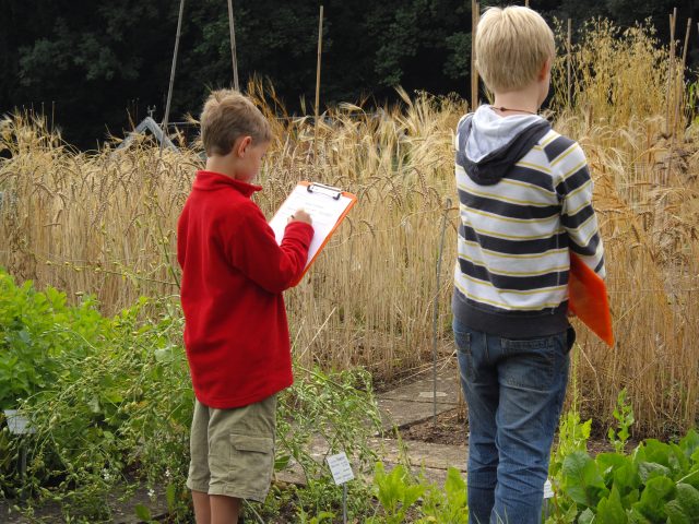 Kinder erforschen ein Feld und notieren Beobachtungen.