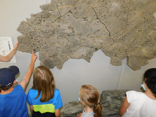 Kinder betrachten Fossilienwand im Museum