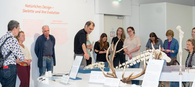 Menschen studieren Knochen in einer Ausstellung