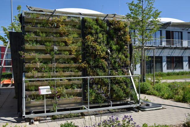 Vertikale Gartenwand im Freien mit Pflanzen bei sonnigem Wetter